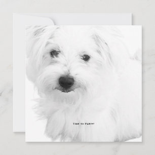 The Cutest Maltese Dog Ever Party Invitation