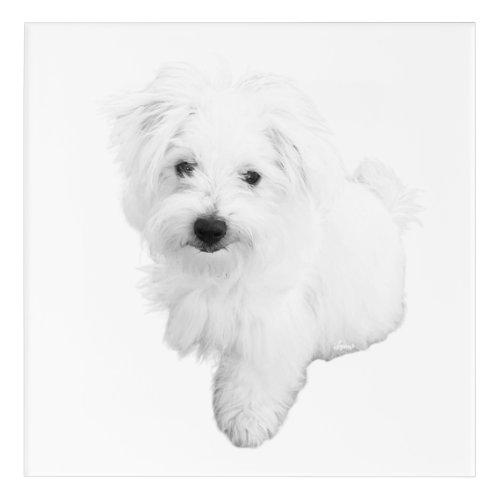 The Cutest Maltese Puppy Dog Ever Acrylic Print