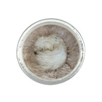 The Cutest Maltese Puppy Dog Ever