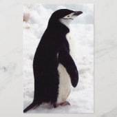 The Cutest Penguin, Ever (Front)
