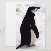 The Cutest Penguin, Ever (Front/Back)