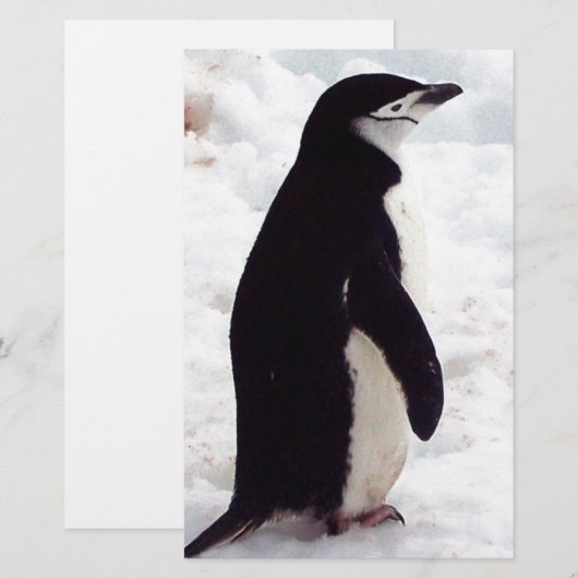 The Cutest Penguin, Ever (Front/Back)