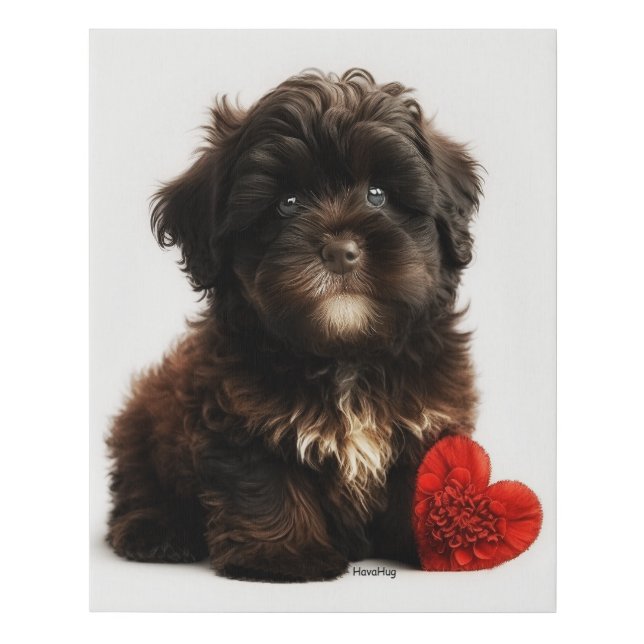 The Cutest Valentine, Chocolate Havanese Puppy Faux Canvas Print (Front)