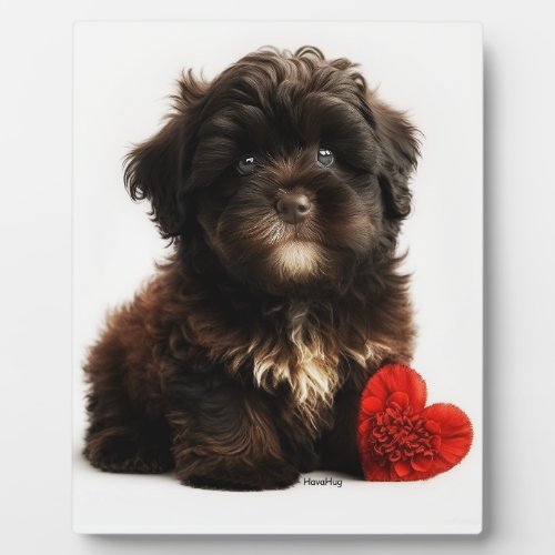 The Cutest Valentine Chocolate Havanese Puppy  Plaque