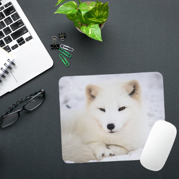 The Cutest White Polar Fox Looking At You Mouse Pad by Nordic_designs at Zazzle