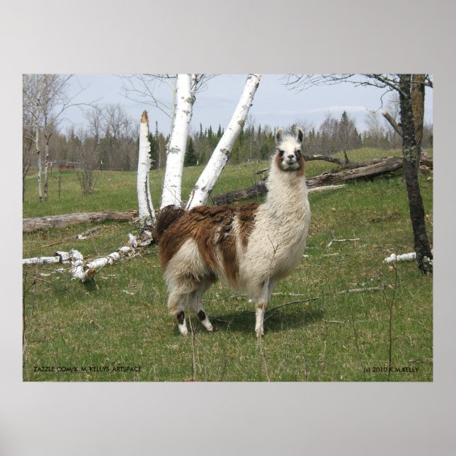 THE DAILY LLAMA POSTER (Front)