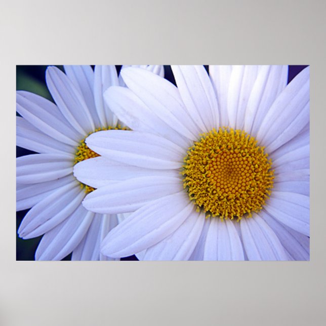 The Daisies - 20x30 Poster (Front)