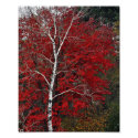 The Dancing Birch - 8x10 Photo Print