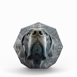 The Dane Nose Award