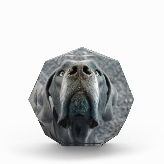 The Dane Nose Award (Front)