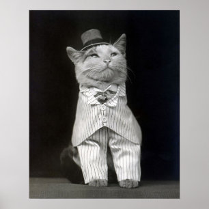 The Dapper Cat, 1906. Vintage Photo Poster