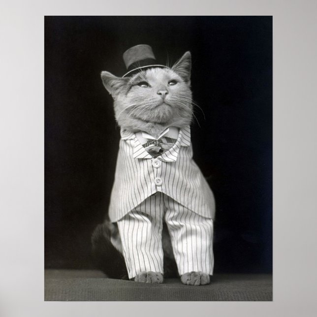 The Dapper Cat, 1906. Vintage Photo Poster (Front)