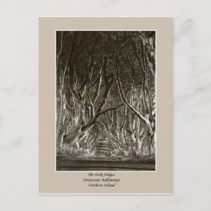 The Dark Hedges, Stranocum, Ballymoney NI postcard