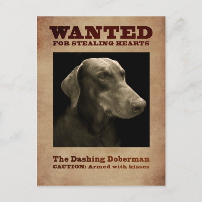 The Dashing Doberman Postcard (Front)