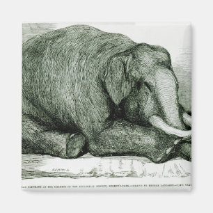 The Dead Elephant Magnet