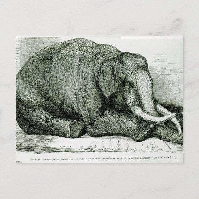 The Dead Elephant Postcard (Front)