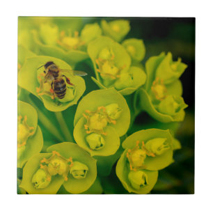 The Desert Gopher Plant Tile