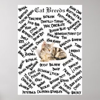 The Different Cat Breeds Poster
