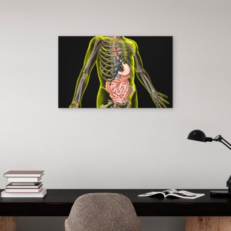 The Digestive System Canvas Print