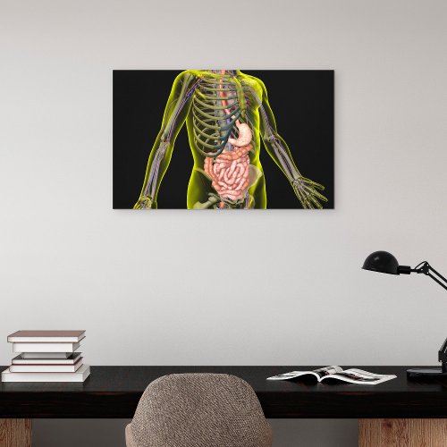 The Digestive System Canvas Print