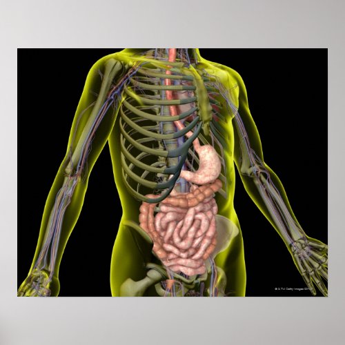 The Digestive System Poster