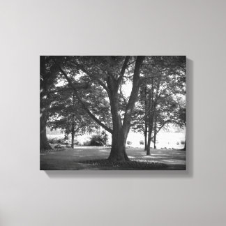 The Dillard Tree Canvas Print
