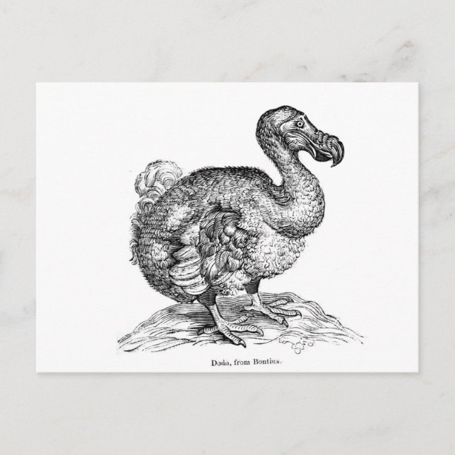 The Dodo Postcard (Front)
