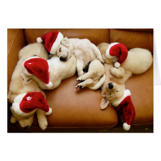 The dog days of Christmas Cards (Front Horizontal)