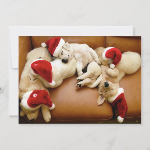 The dog days of Christmas Holiday Card