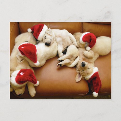 The dog days of Christmas Holiday Postcard