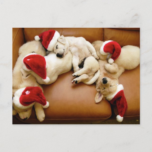 The dog days of Christmas Holiday Postcard (Front)