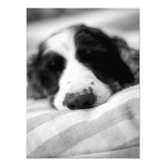 The Dog Nose Photo Print