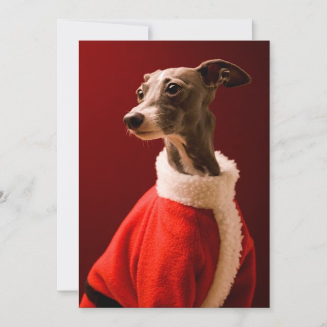 The dog wears Father Christmas's clothes Holiday Card (Front)