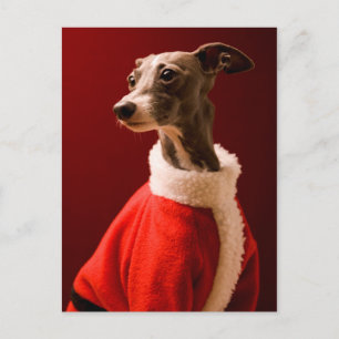 The dog wears Father Christmas's clothes Holiday Postcard