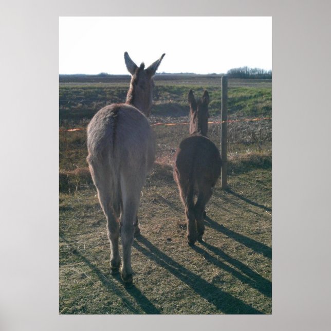The Donkey Brothers Poster (Front)