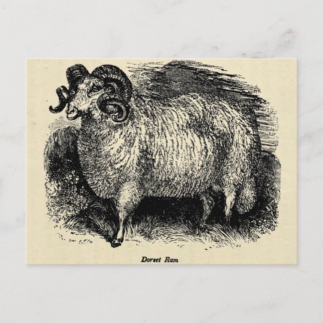 The Dorset Postcard (Front)