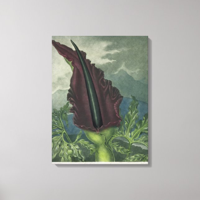 The Dragon Arum, engraved by Ward, from 'The Templ Canvas Print (Front)