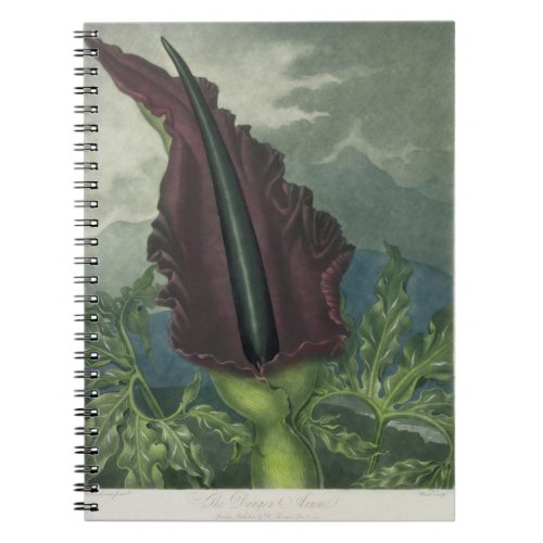 The Dragon Arum engraved by Ward from The Templ Notebook