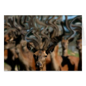 The Dreams of Deer (Front Horizontal)