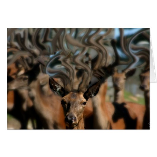 The Dreams of Deer Cards (Front Horizontal)