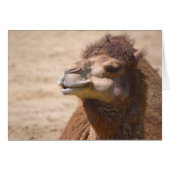 The dromedary camel - Card (Front Horizontal)