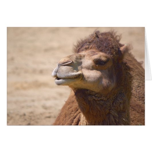 The dromedary camel - Card (Front Horizontal)