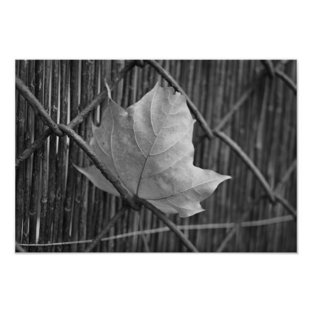The Dry Maple Leaf - Photo Pront Print (Front)