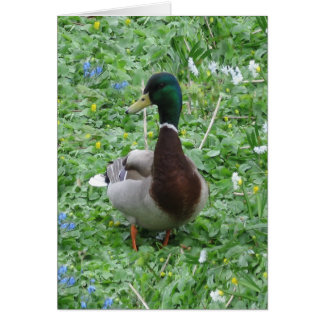 The Duck Cards