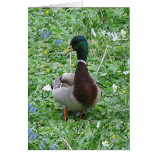The Duck Cards (Front)