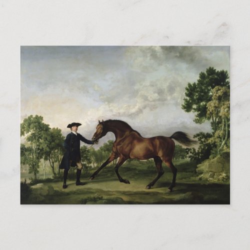 The Duke of Ancasters bay stallion Blank Postcard