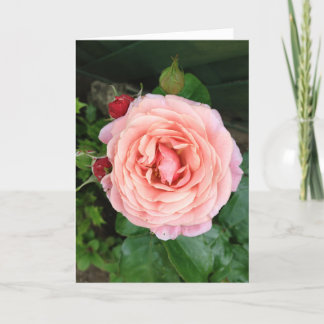 The Dusty Springfield Rose Card