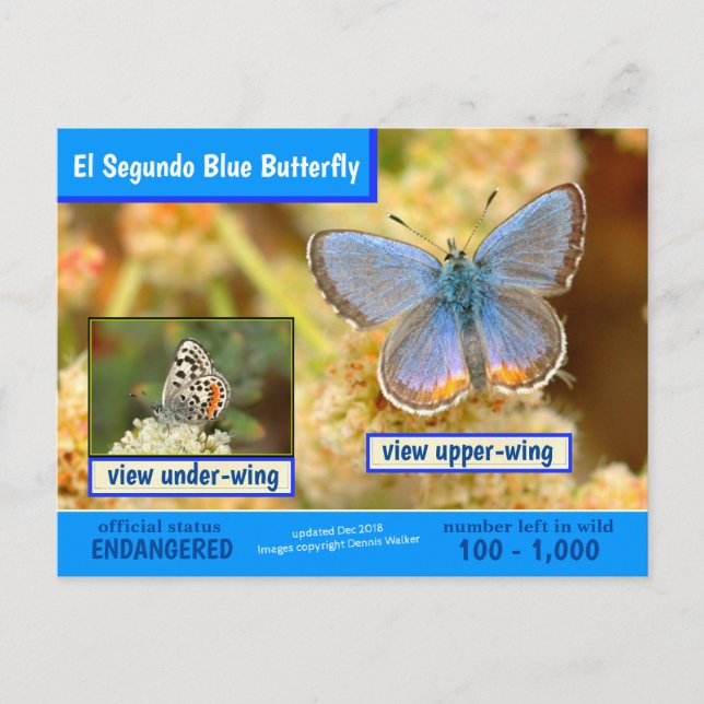 The El Segundo Blue Butterfly is endangered Holiday Postcard (Front)