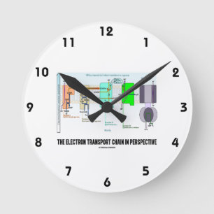 The Electron Transport Chain In Perspective Round Clock