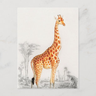 The Elegant Giraffe Postcard